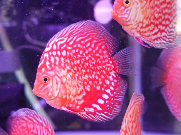 楽天市場 熱帯魚 ディスカス 生体 スターダスト レッド ディスカス 8cm 5041 1番 水槽番号 116 ディスクアンドディスク楽天市場店