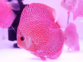 楽天市場】【お買い得2匹セット】熱帯魚 ディスカス 生体 人気 