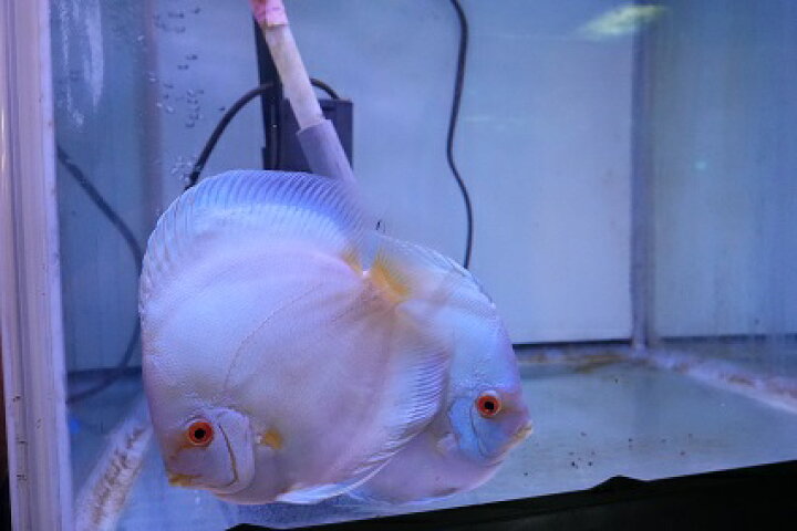 楽天市場】【ペア】熱帯魚 ディスカス 生体 人気【スーパーブルー 