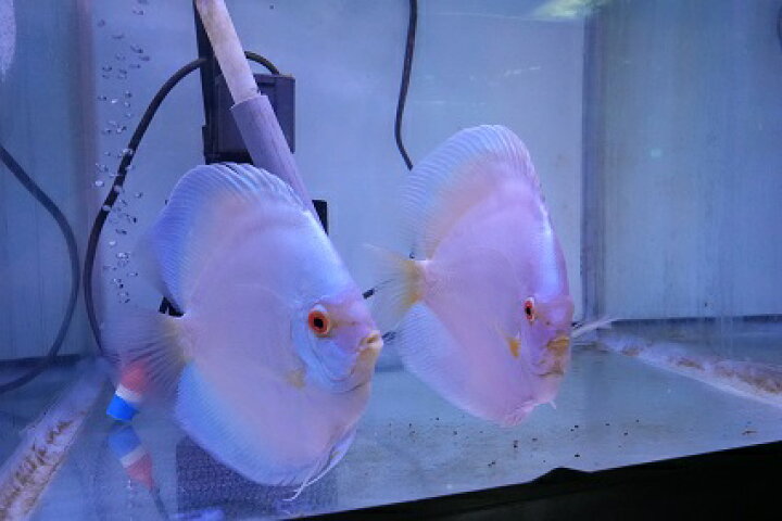 楽天市場】【ペア】熱帯魚 ディスカス 生体 人気【スーパーブルー 