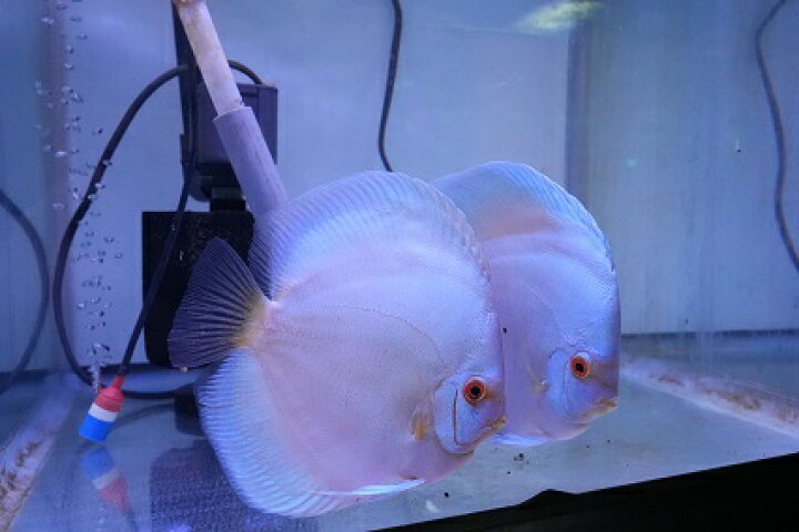楽天市場】【ペア】熱帯魚 ディスカス 生体 人気【スーパーブルー 
