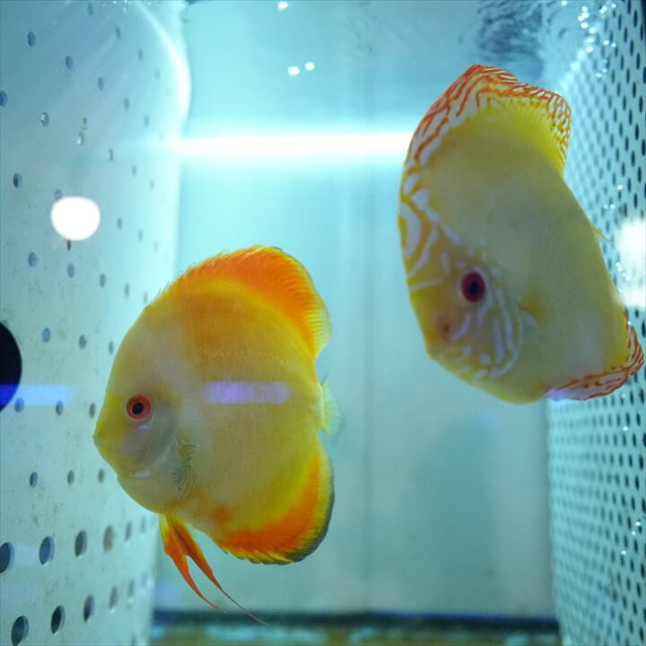 楽天市場】イエローパピオン・ディスカス ペア 13-14cm±(5029-1番/水槽 