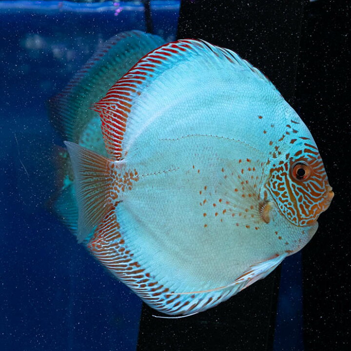 楽天市場】【ペア】熱帯魚 ディスカス 生体 人気ブルーアナコンダ 