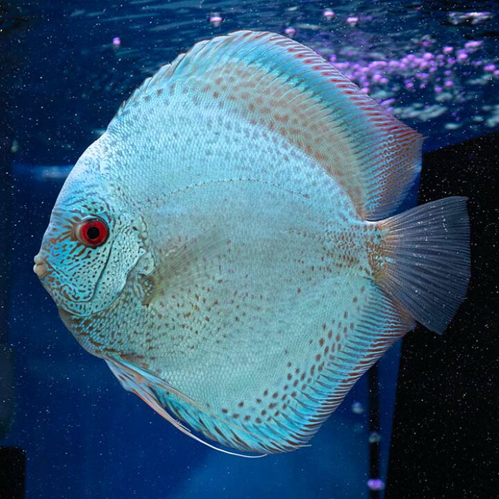 楽天市場】【ペア】熱帯魚 ディスカス 生体 人気ブルーアナコンダ 