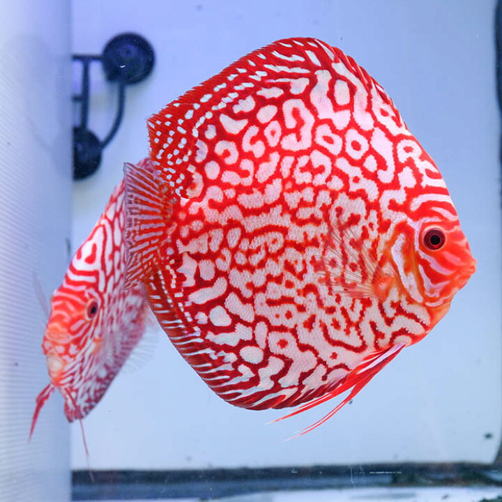楽天市場】【ペア】熱帯魚 ディスカス 生体 人気【パールラフレシア 