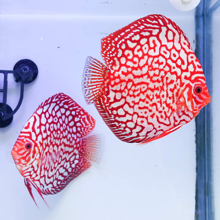 楽天市場】【ペア】熱帯魚 ディスカス 生体 人気【パールラフレシア 
