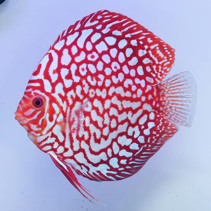 楽天市場】【ペア】熱帯魚 ディスカス 生体 人気【パールラフレシア 