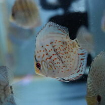楽天市場】ワイルド ディスカス（種（観賞魚）ディスカス）の通販