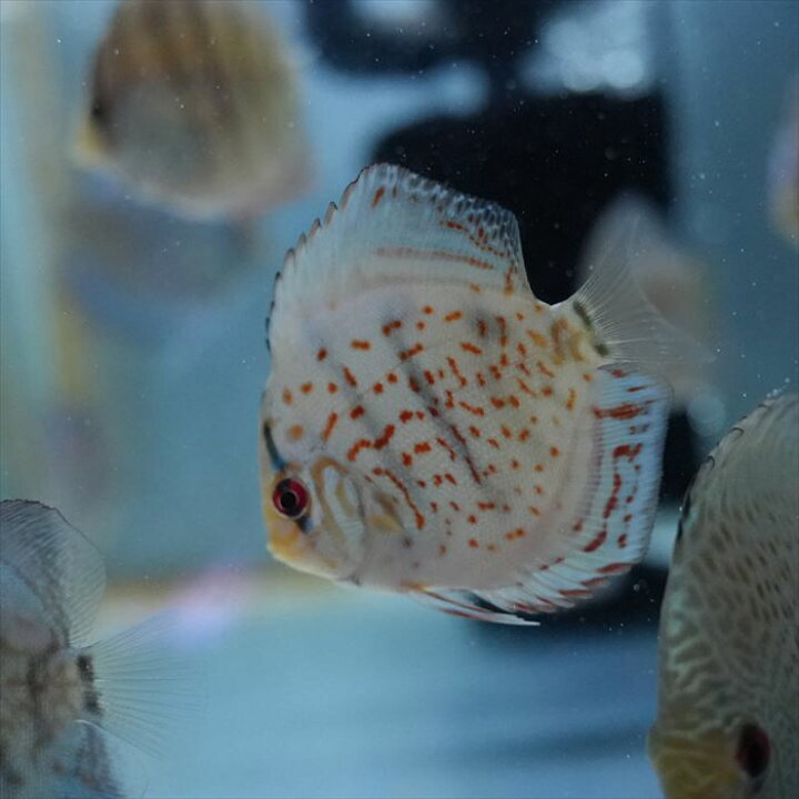 楽天市場】【お買い得2匹セット】熱帯魚 ディスカス 生体【ワットレイ 