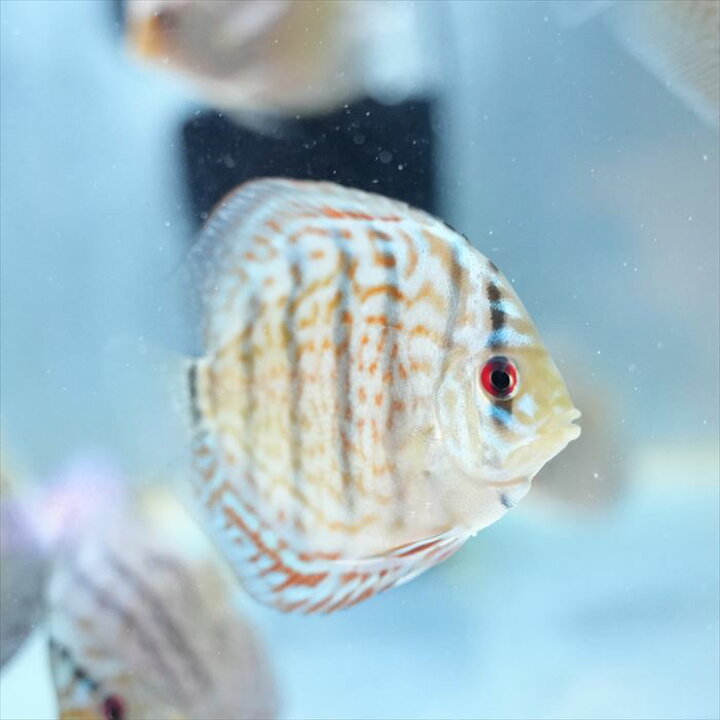 楽天市場】【青系・おまかせ3匹セット】 熱帯魚 ディスカス 生体 