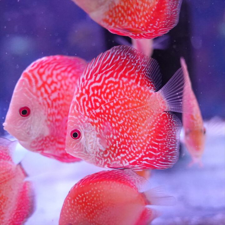 楽天市場】【赤系ディスカス・おまかせ3匹セット】熱帯魚 ディスカス 