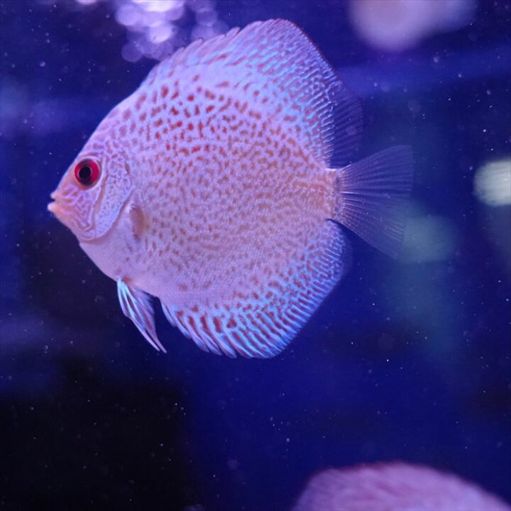 楽天市場】【青系・おまかせ3匹セット】 熱帯魚 ディスカス 生体 