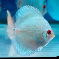 【お買い得2匹セット】熱帯魚 ディスカス 生体 人気【スーパーブルーダイヤモンド】 6cm(730番/水槽番号:…