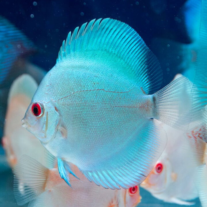 楽天市場】【お買い得2匹セット】熱帯魚 ディスカス 生体 人気 