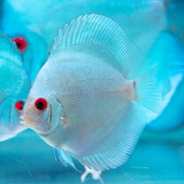 楽天市場】ブルーダイヤ（種（観賞魚）ディスカス）（ペット・ペット 