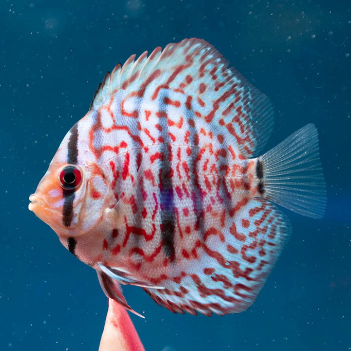 楽天市場】【おまかせ3匹セット（青・赤・黄）】熱帯魚 ディスカス 