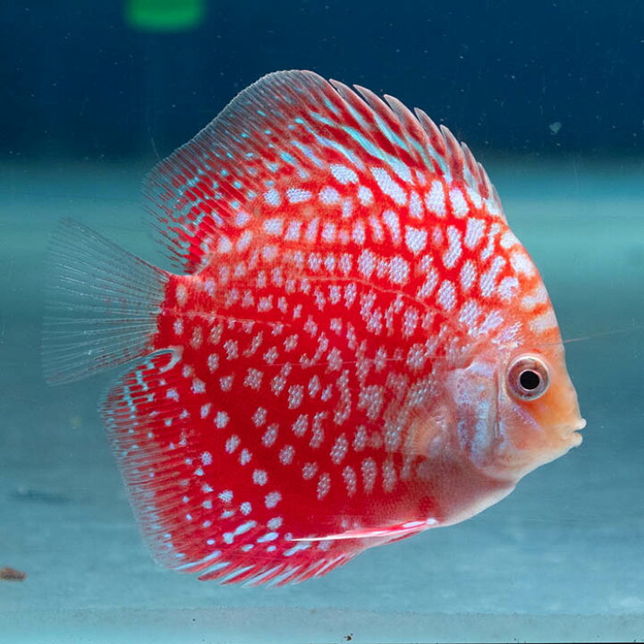 楽天市場】【おまかせ3匹セット（青・赤・黄）】熱帯魚 ディスカス 
