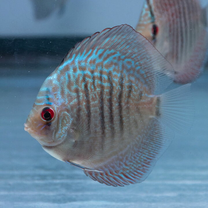 楽天市場】【おまかせ3匹セット（青・赤・黄）】熱帯魚 ディスカス 