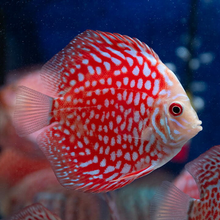 楽天市場】【赤系ディスカス・おまかせ3匹セット】熱帯魚 ディスカス 