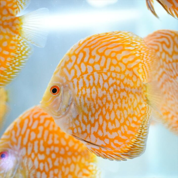 楽天市場】熱帯魚 ディスカス 生体 人気【イエローパールラフレシア 
