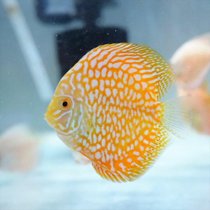 楽天市場】熱帯魚 ディスカス 生体 人気【イエローパールラフレシア 