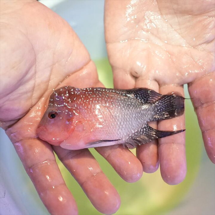 楽天市場】（熱帯魚 フラワーホーン 生体）フラワーホーン 9cm(F120 