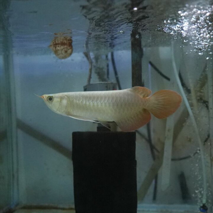 楽天市場】イサク スペシャル レッド・アロワナ 20cm(a007番/水槽番号 