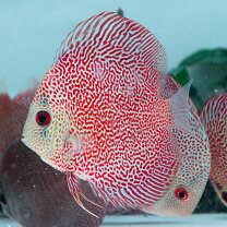 楽天市場】観賞魚（種（観賞魚）ディスカス,エンゼルフィッシュ 