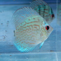 楽天市場】ワイルド ディスカス（種（観賞魚）ディスカス）の通販