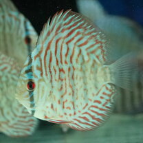 楽天市場】ディスカス ターコイズ（熱帯魚・アクアリウム｜ペット 