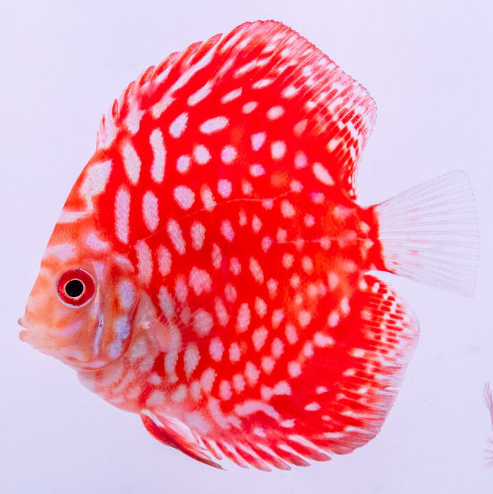 楽天市場】【お買い得2匹セット】熱帯魚 ディスカス 生体 【パール 