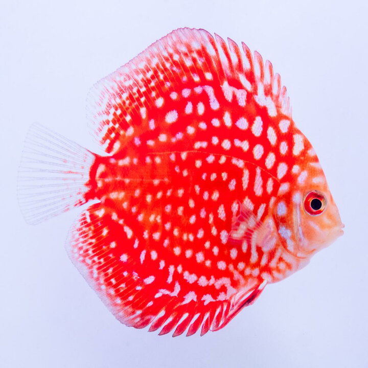楽天市場】【お買い得2匹セット】熱帯魚 ディスカス 生体 【パール 
