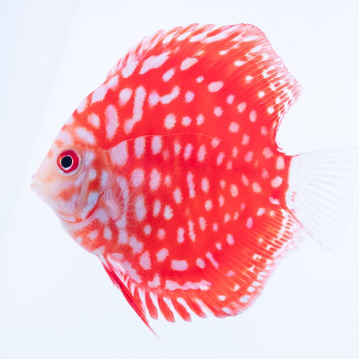 楽天市場】【お買い得2匹セット】熱帯魚 ディスカス 生体 【パール 