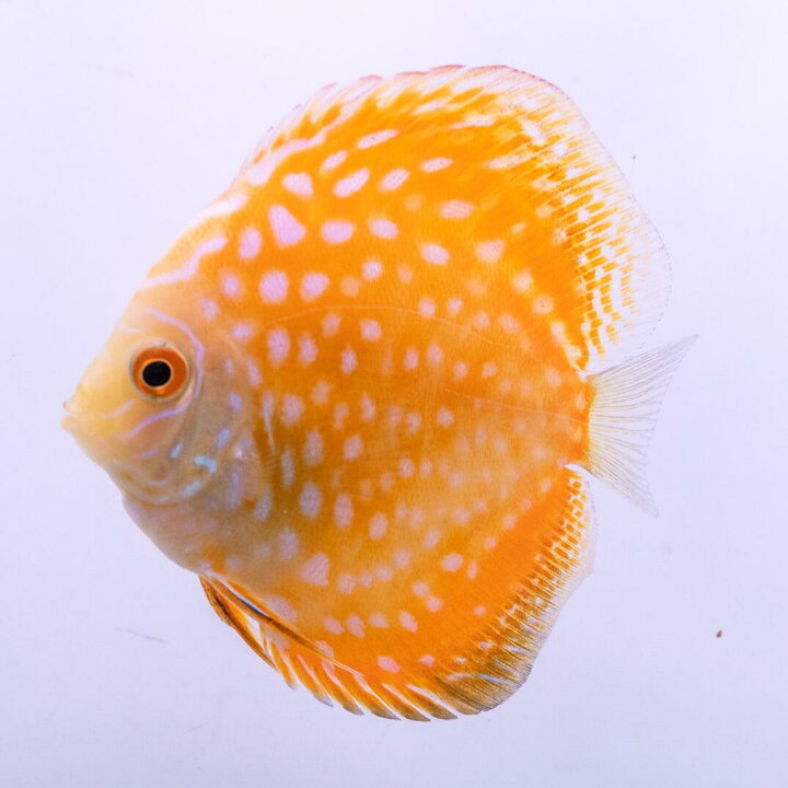 楽天市場】熱帯魚 ディスカス 生体 人気【イエローパールラフレシア 