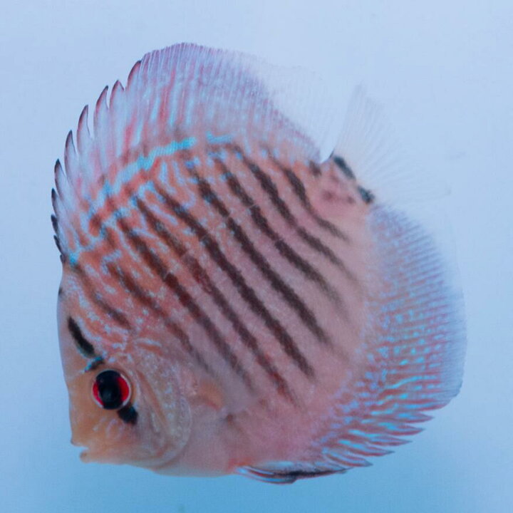 楽天市場】【お買い得3匹セット】熱帯魚 ディスカス 生体【ブルー 