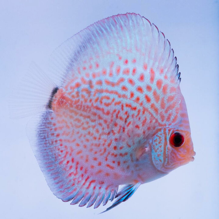 楽天市場】【お買い得3匹セット】熱帯魚 ディスカス 生体【ブルー 