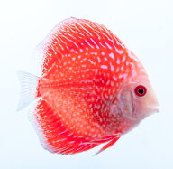 【お買い得2匹セット】熱帯魚 ディスカス 生体【レッド アナコンダ】6cm(564番/水槽番号:046)
