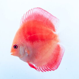楽天市場】【ペア】熱帯魚 ディスカス 生体 人気【パールラフレシア 
