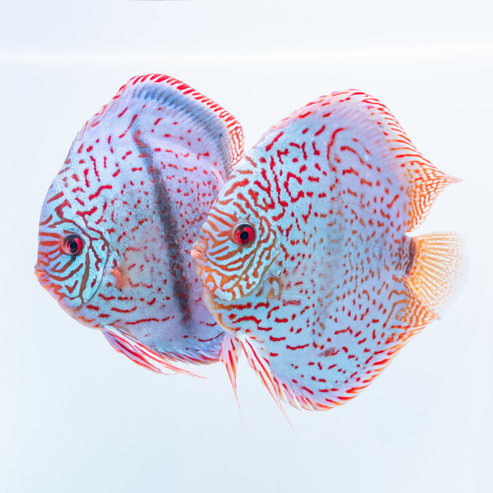 楽天市場】（熱帯魚 ディスカス）ブルーヘッケル ワイルドクロス 14 