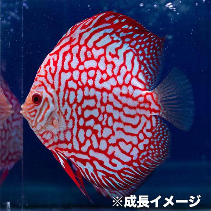 楽天市場】【お買い得2匹セット】熱帯魚 ディスカス 生体 【パール 
