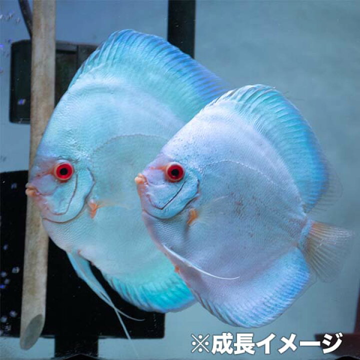 楽天市場】【お買い得2匹セット】熱帯魚 ディスカス 生体 人気 