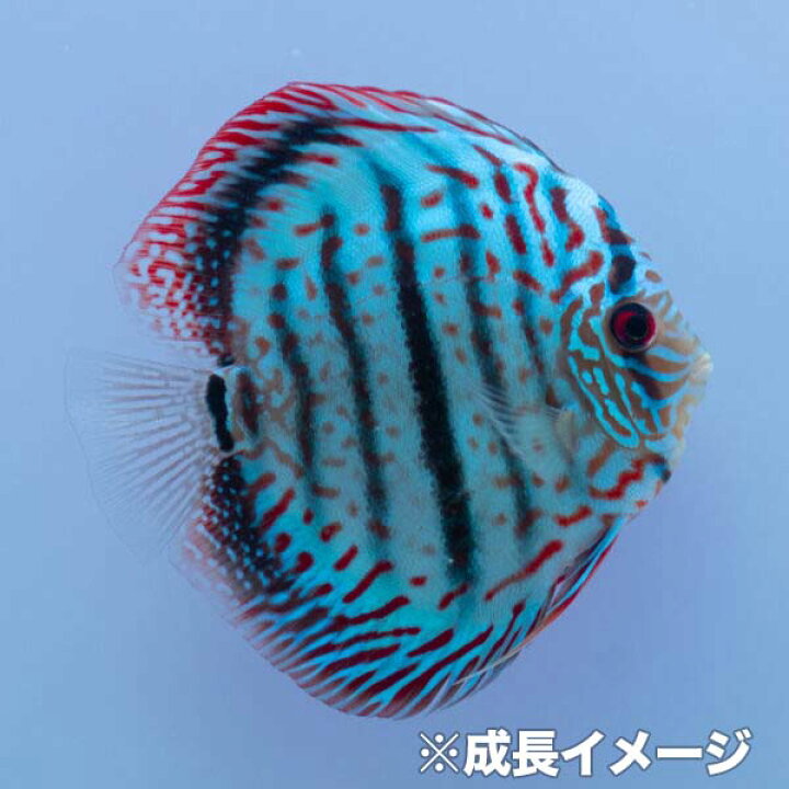 楽天市場】ワットレイ ブリリアントクロス ・ディスカス 8cm(5201-08 