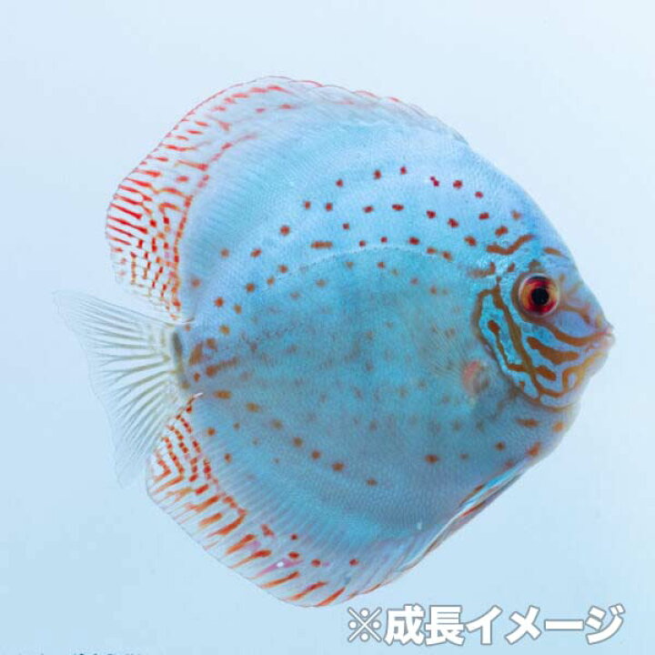 楽天市場】ワットレイ ブリリアントクロス ・ディスカス 10cm(5201-10 