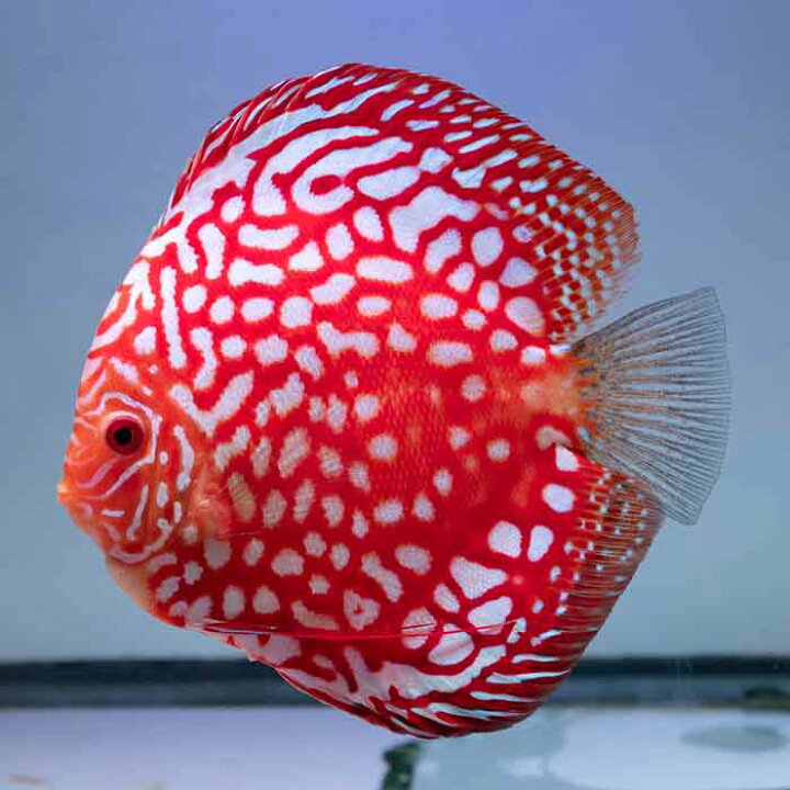 楽天市場】【ペア】熱帯魚 ディスカス 生体 人気【パールラフレシア 