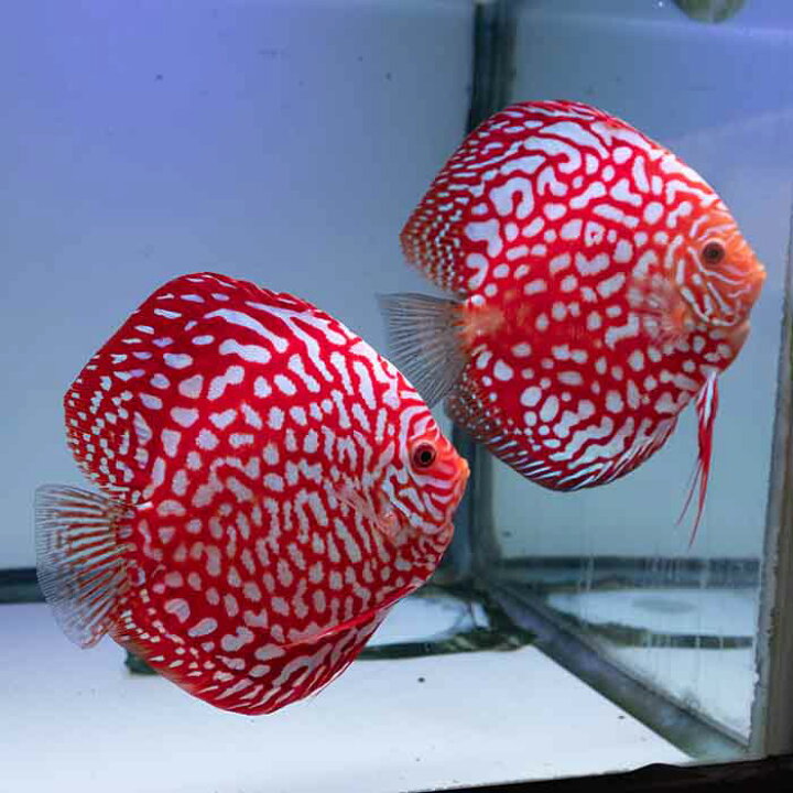 楽天市場】【ペア】熱帯魚 ディスカス 生体 人気【パールラフレシア 