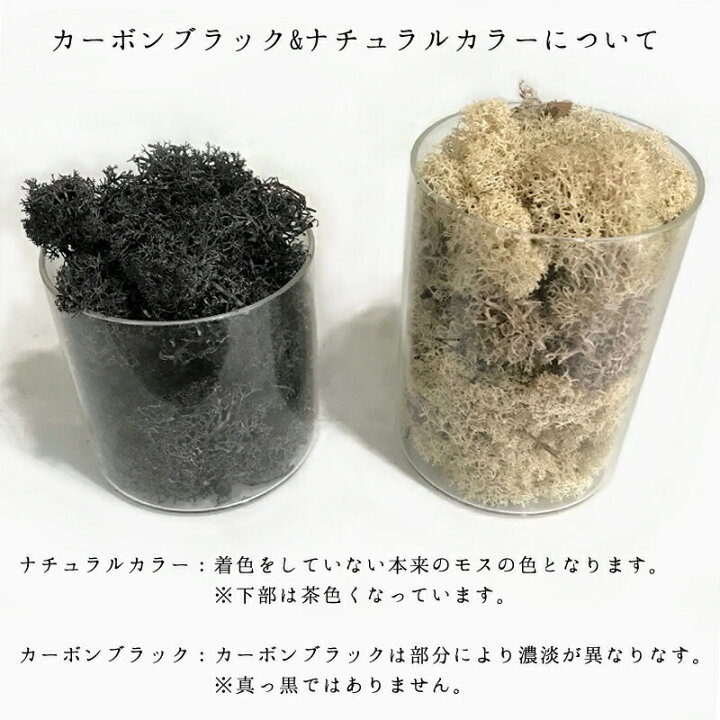 楽天市場】モス フィンランドモス 1kg プリザーブド プリザーブド 