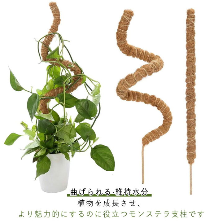 楽天市場】植物支柱 おしゃれ ヘゴ棒 観葉植物 モンステラ スティック 