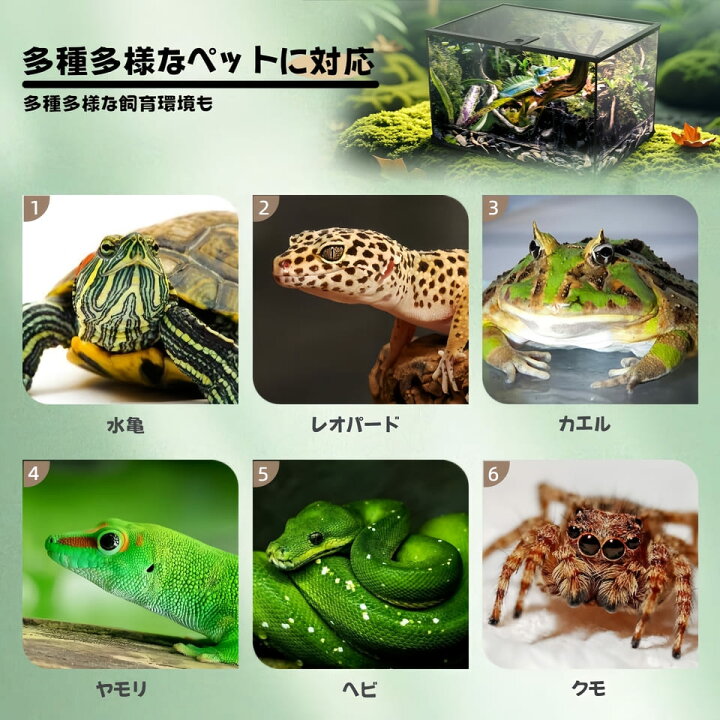 楽天市場】DMB自社製爬虫類飼育 両生類 飼育ケージ ガラスケージ 