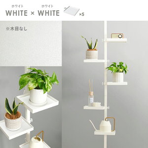 ˂_p[c 6_Zbgip^j IVȃfBXvC⏬[ 2FWJ 43cm KTR-3117 