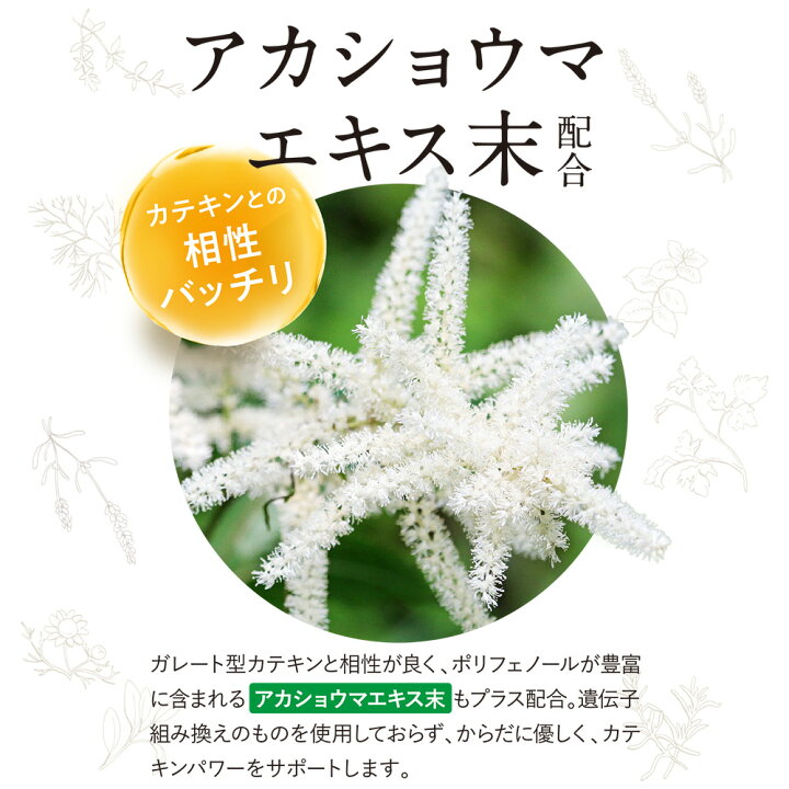 楽天市場】【送料無料】カテキン減脂粒 DMJえがお生活 31日分 | 日本製 